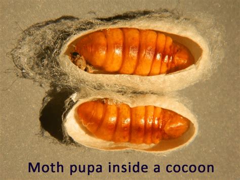 What is an insect cocoon called?