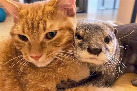 What is an otter cat?