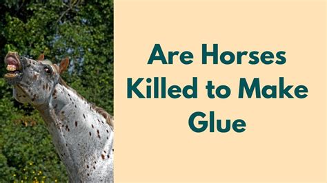 What is animal glue made of?
