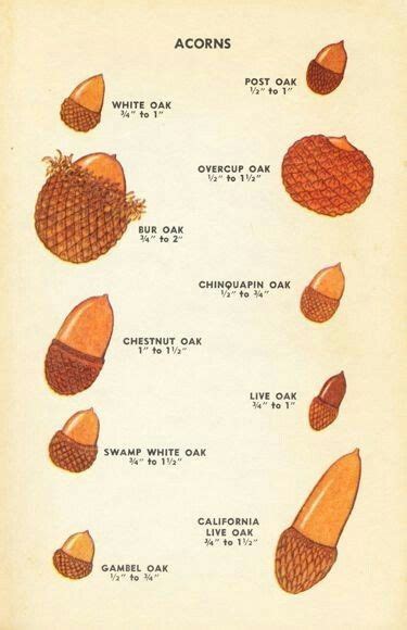 What is another name for acorn tree?