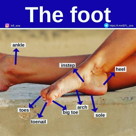 What is another word for toe?