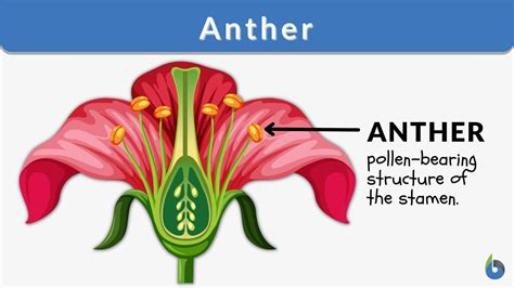 What is anther in flower?