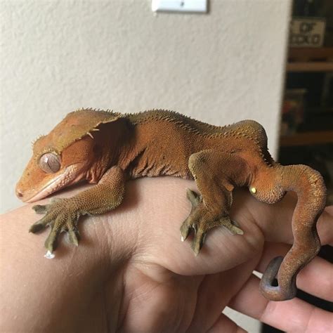 What is bad for geckos?