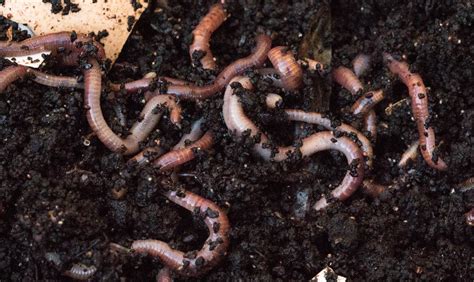 What is bad for worms?