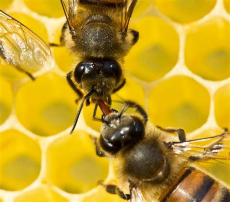 What is bee language?