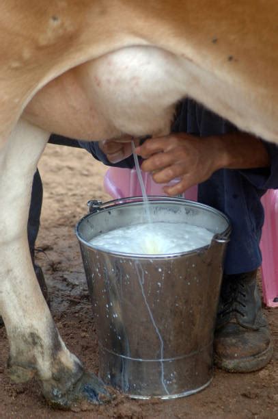 What is being milked?