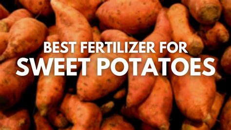 What is best fertilizer for sweet potatoes?