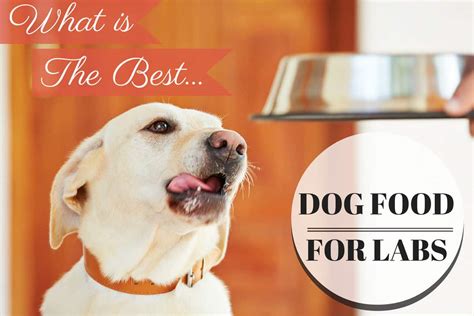 What is best food for Labrador?