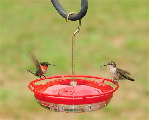 What is best for hummingbird feeder?