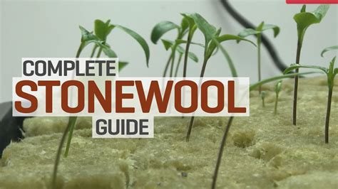 What is better than ROCKWOOL for hydroponics?