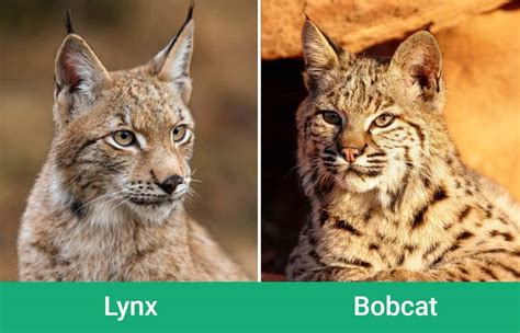 What is bigger a lynx or a bobcat?