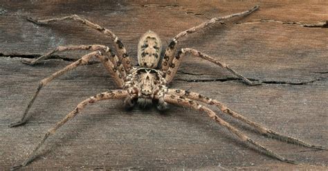 What is bigger than a wolf spider?