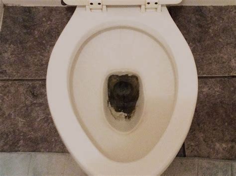 What is black stuff in toilet tank?