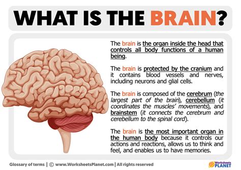 What is brain made of?