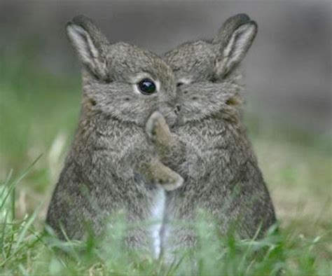 What is bunny hug slang for?