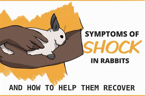 What is bunny shock?