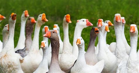 What is called a goose?