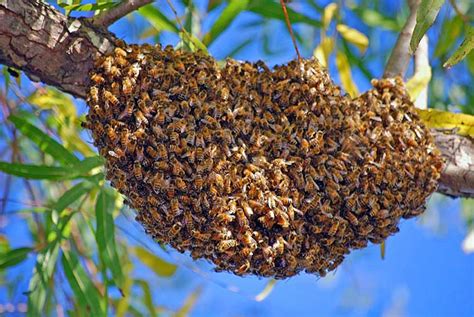 What is called a swarm?