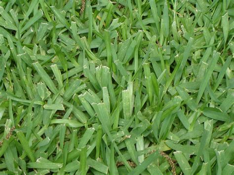 What is called grass?