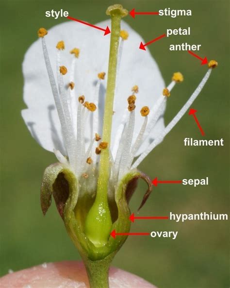 What is carpel in flower?