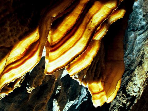 What is cave bacon?