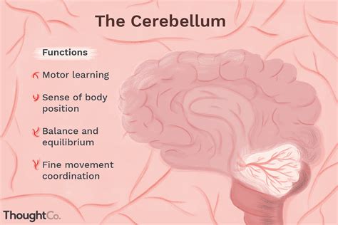 What is cerebellum responsible for?