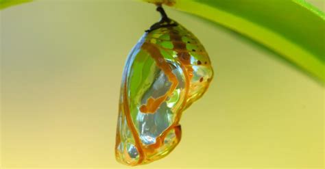 What is chrysalis known as?