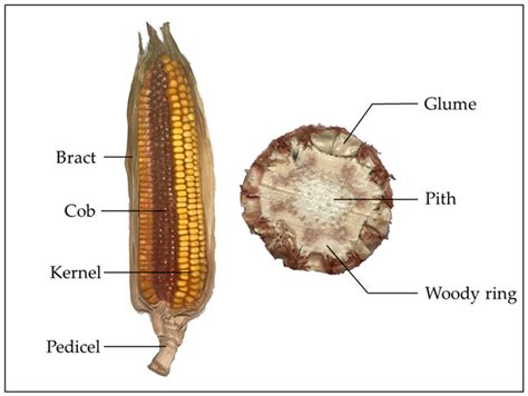 What is cob in it?