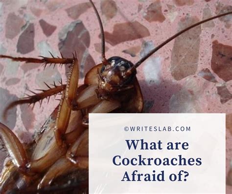 What is cockroach afraid of?