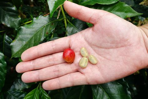 What is coffee fruit vs coffee bean?