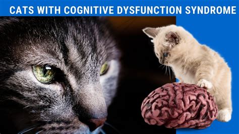 What is cognitive dysfunction in cats?