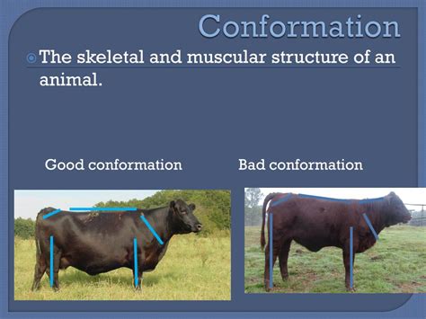 What is conformation in cattle?