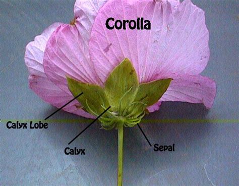 What is corolla in flower?