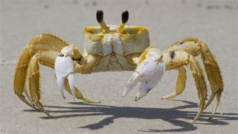 What is crabs worst enemy?