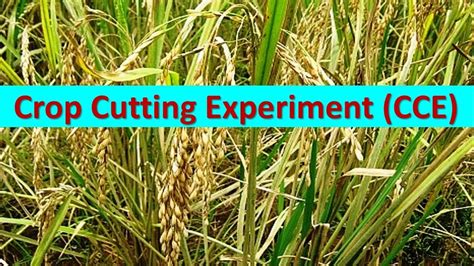What is crop cutting?
