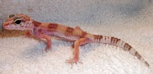 What is cryptosporidiosis in geckos?