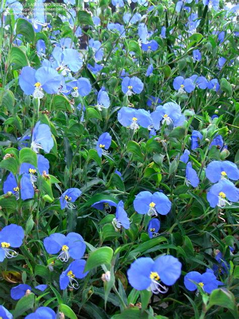 What is dayflower in Japanese?