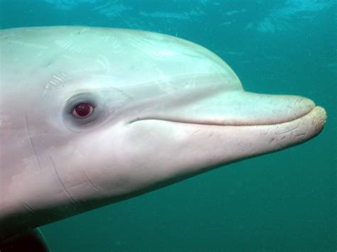 What is dolphin eyes?