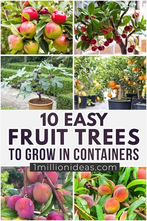 What is easiest fruit tree to grow?