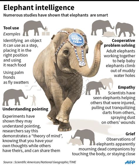 What is elephant IQ?