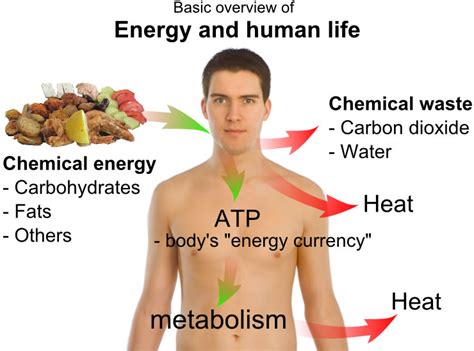 What is energy in human life?