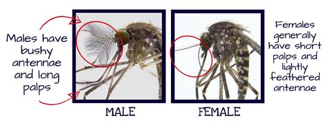 What is female mosquito called?