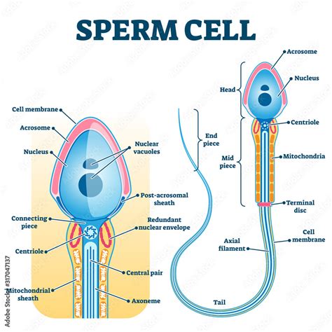 What is female sperm called?