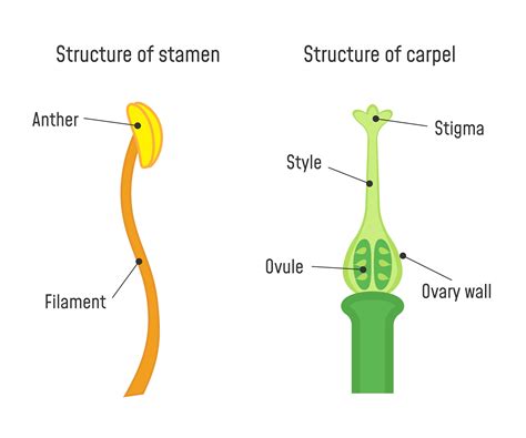 What is filament of a flower?