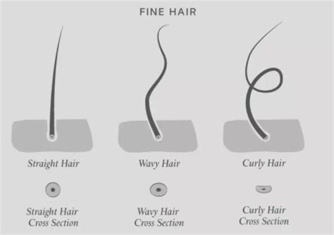 What is fine hair but a lot of it?