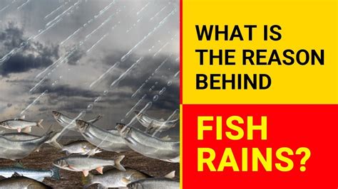 What is fish rain?
