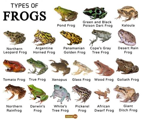 What is frog habitat list?