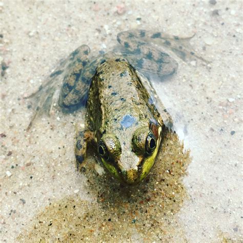 What is frog habitat loss?