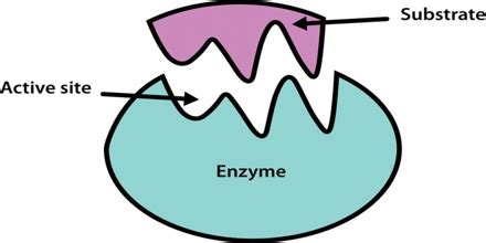 What is glue like enzyme?