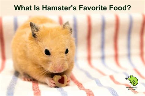 What is hamster favorite food?